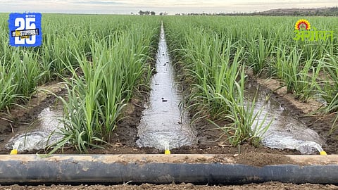 Sugarcane Farming