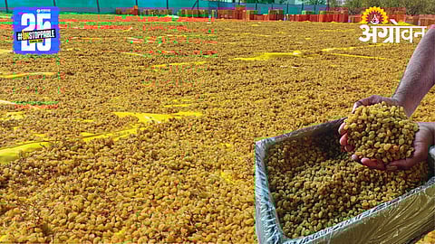 Raisin Production