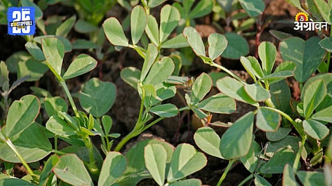 Methi Cultivation