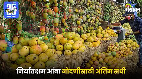 Mango Market