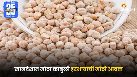 Kabuli Chana