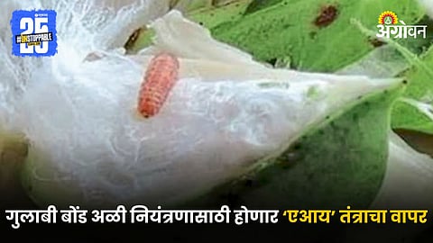 Pink Bollworm Control