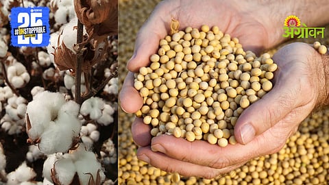 Kapus Soybean Anudan