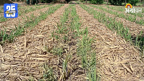 Sugarcane Crop Management