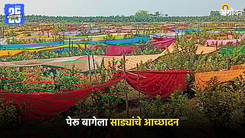 Guava Farming