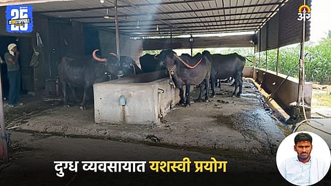 Dairy Business: दुग्ध व्यवसायात यशस्वी प्रयोग: चारा, खुराक आणि नियोजनावर भर