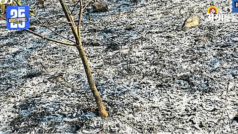 Mango Crop Burnt