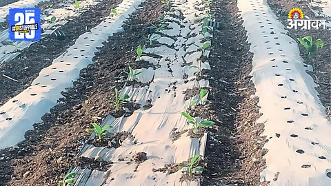 Banana Cultivation