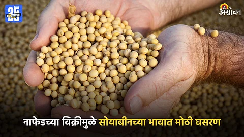 Soybean