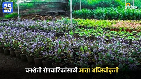 Forestry Nurseries