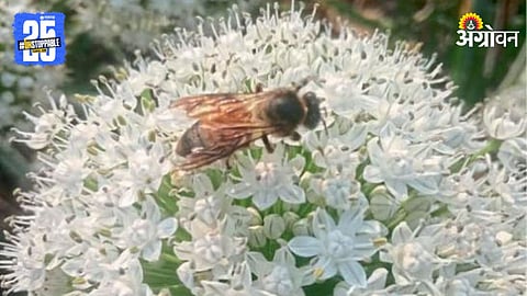 Onion Seed