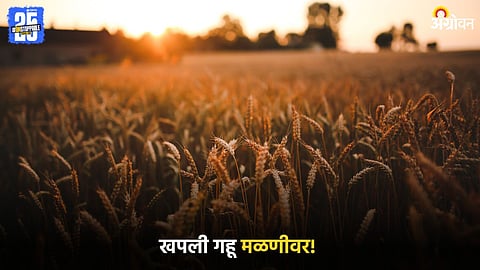 Wheat Farming