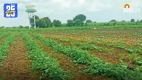 Vegetable Cultivation