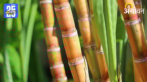 Sugarcane Cultivation