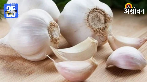 Garlic Rate