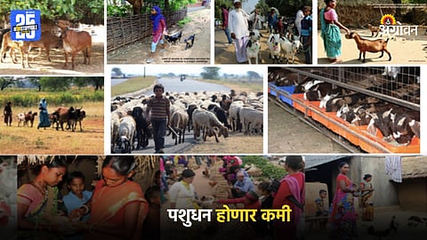 Livestock