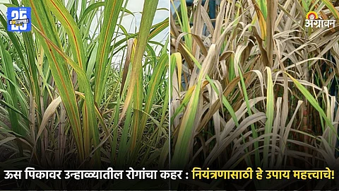 Sugarcane Crop