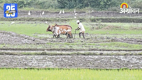 Dryland Agriculture