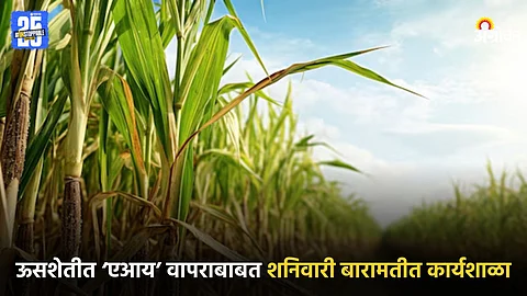 Sugarcane Farming