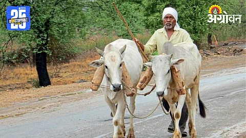 Kathani Cow
