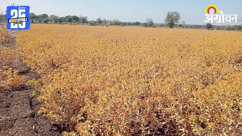 Kardai Cultivation