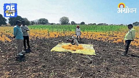 Chana Production