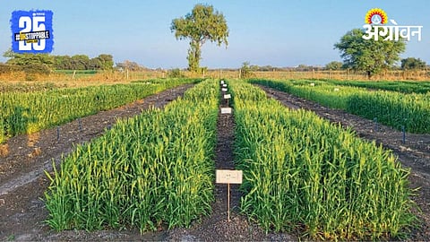 nitrogen Management
