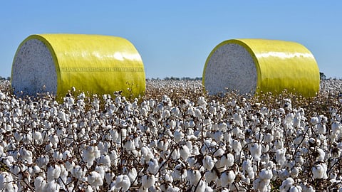 Cotton Rate