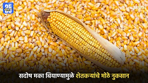 Maize