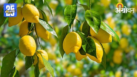 Lemon Farming