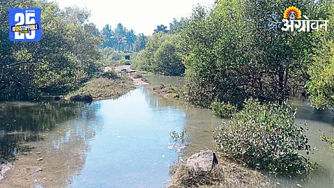 Mangrove Conservation