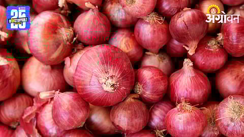 Onion