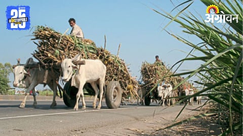 Sugarcane Season