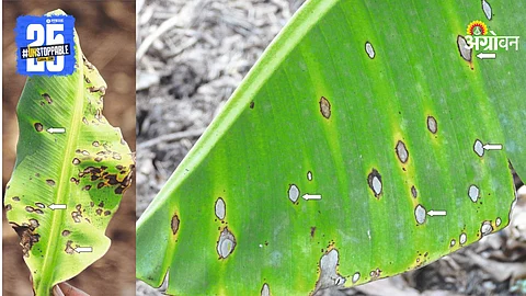 Banana Disease Management