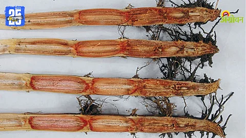 Sugarcane Red Rot Disease