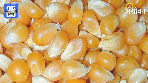 Maize