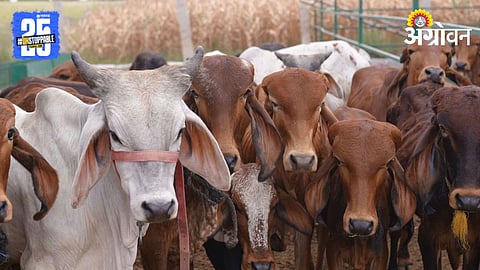 Livestock Census