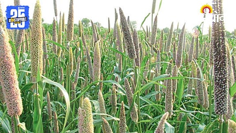 Bajari Cultivation