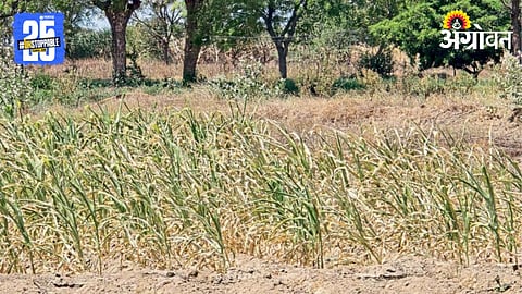 Crop Drying