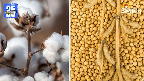 Cotton Soybean