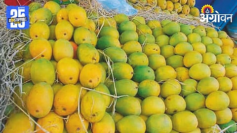 Mango Season