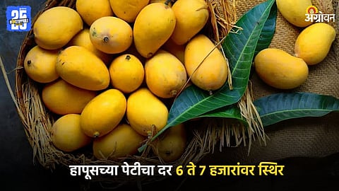 Alphonso Mango
