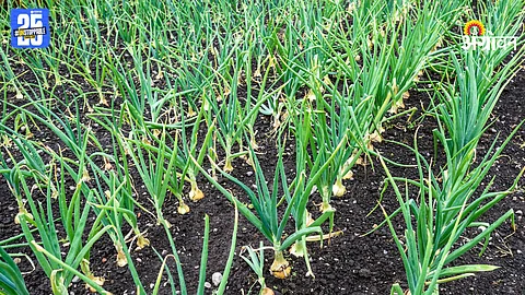 Onion Production