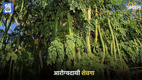Moringa