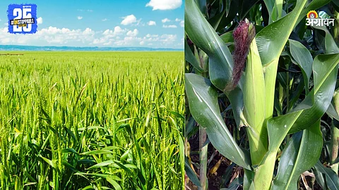 Wheat, Maize Production