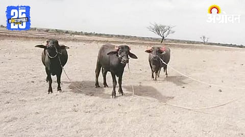 Livestock Census