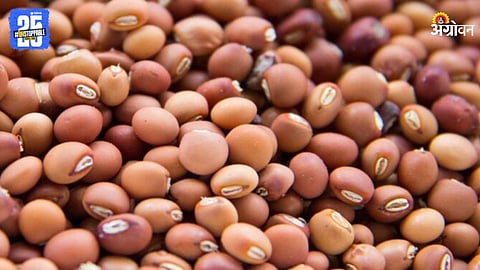 Pigeon Pea