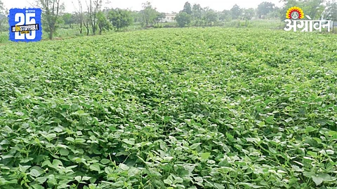 Cowpea Fodder