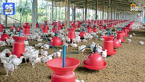 Poultry