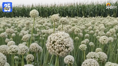 Onion Seeds